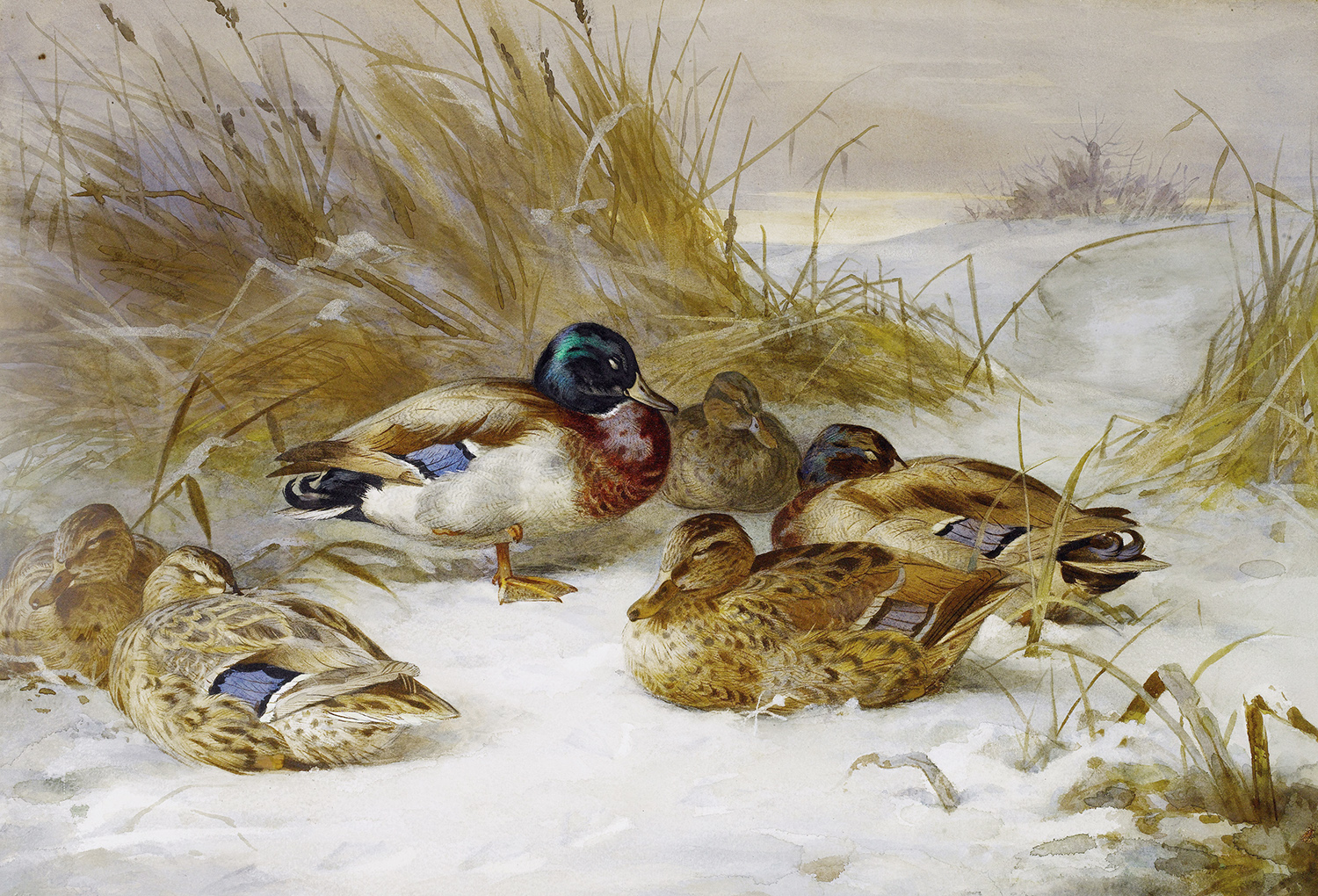 Paesaggio invernale con germano reale - Thorburn, Archibald