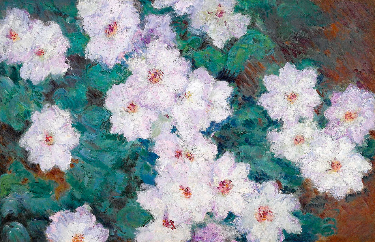 Clematis