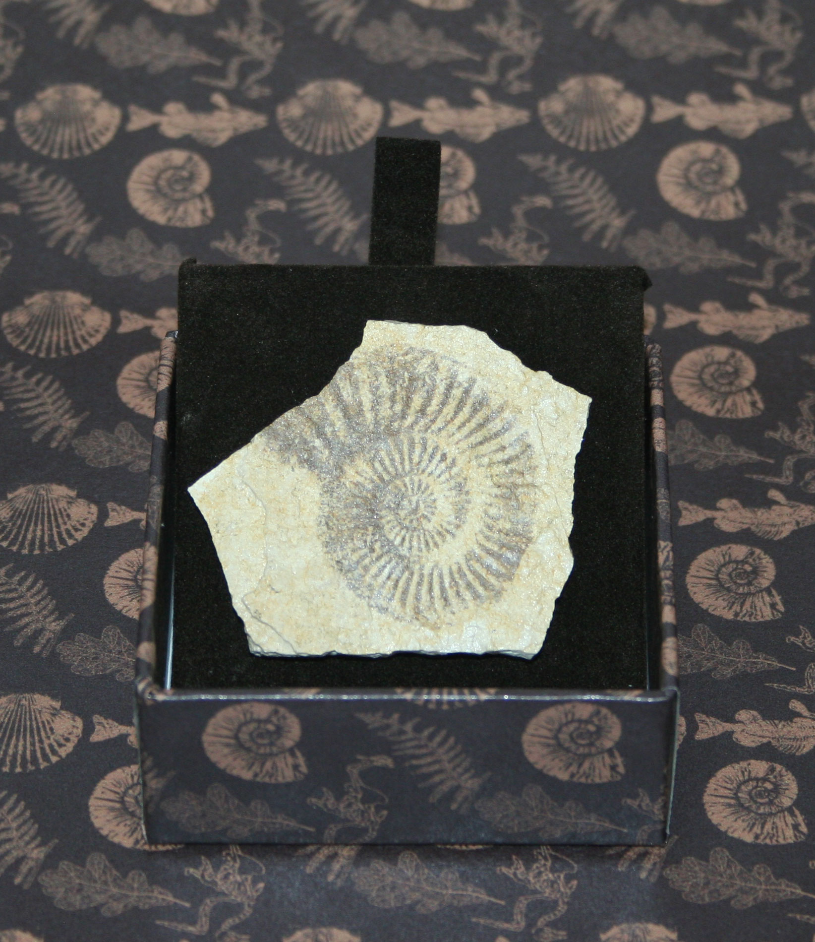Ammonite - IMPRONTE FOSSILI