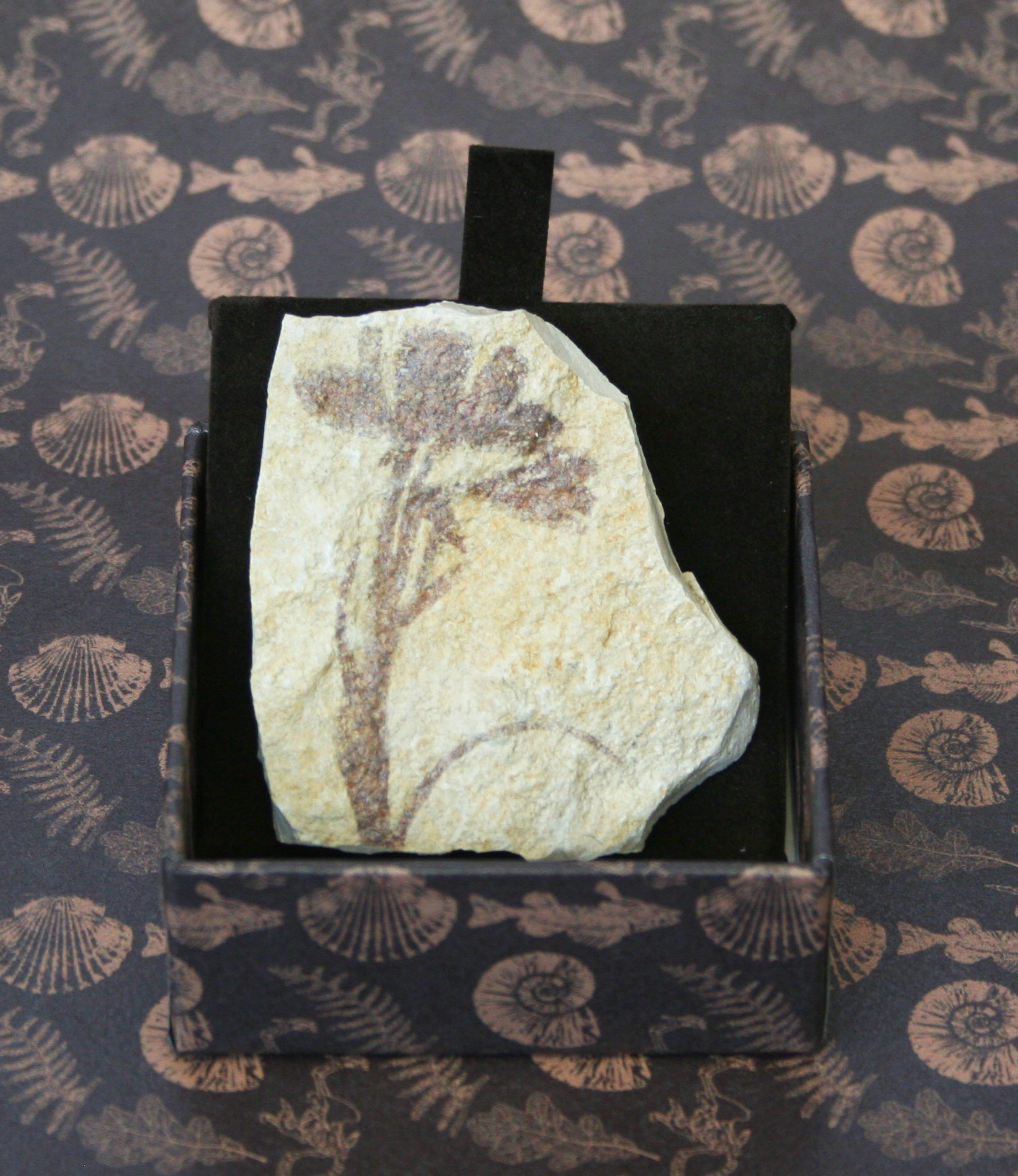 Trifoglio - IMPRONTE FOSSILI