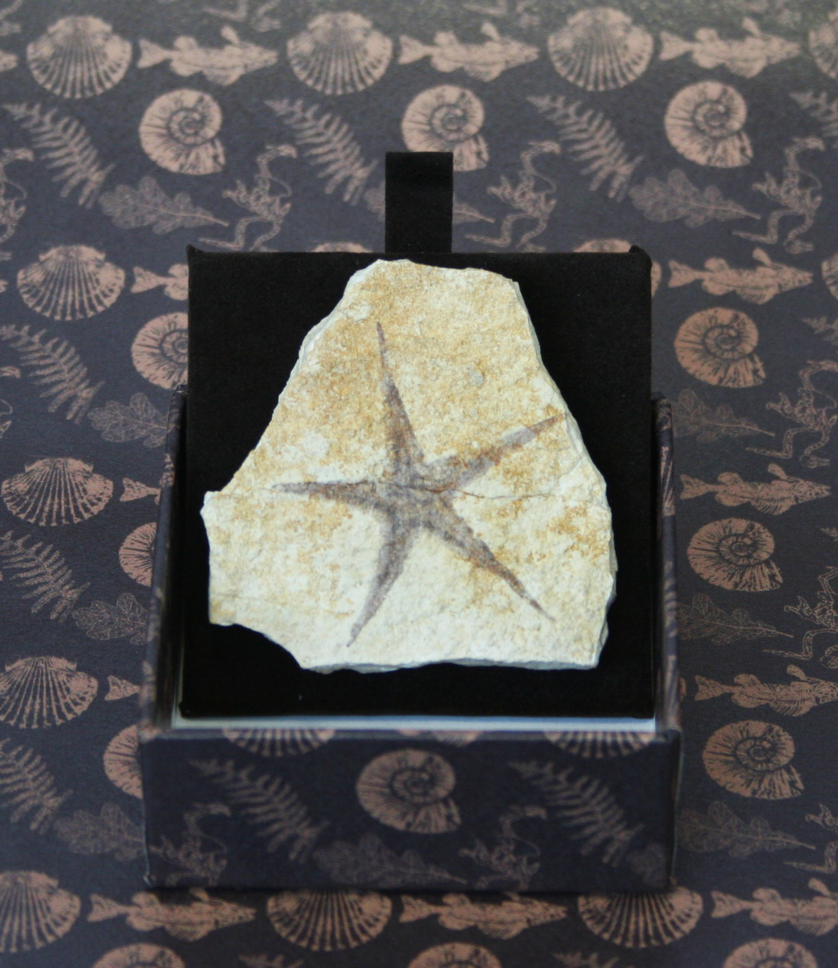 Stella marina - IMPRONTE FOSSILI
