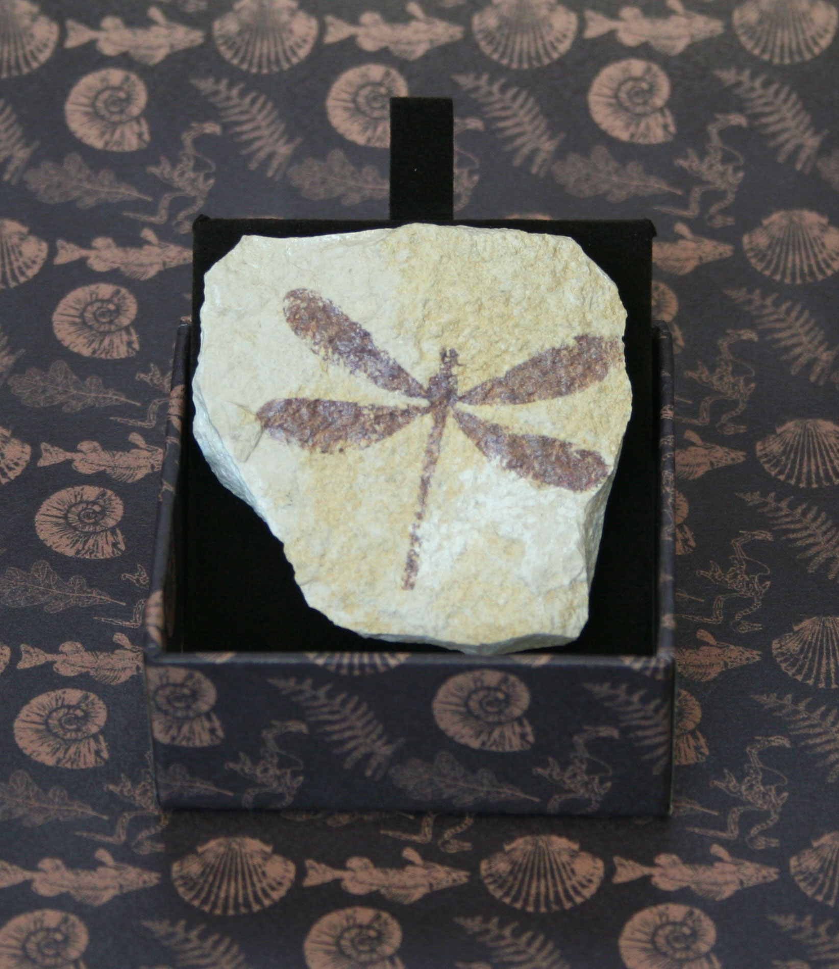 Libellula - IMPRONTE FOSSILI