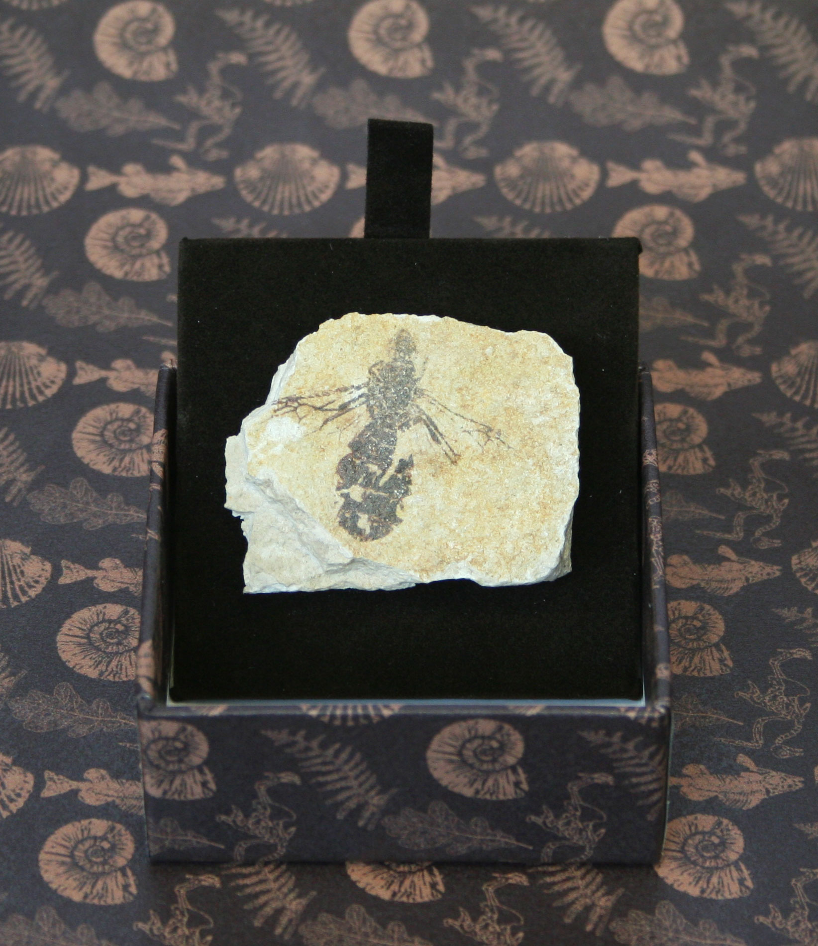 Ape - IMPRONTE FOSSILI