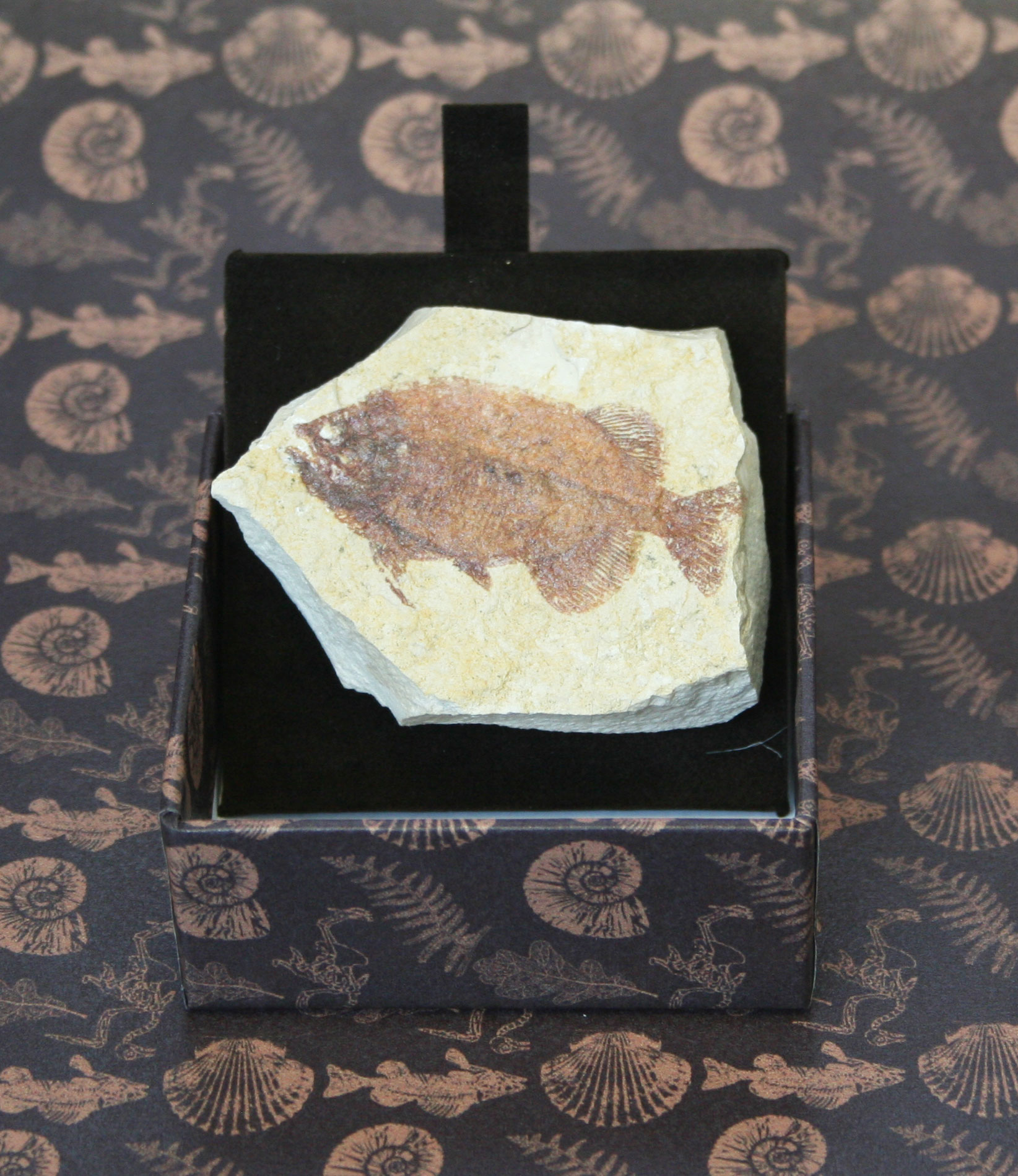 Pesce - IMPRONTE FOSSILI