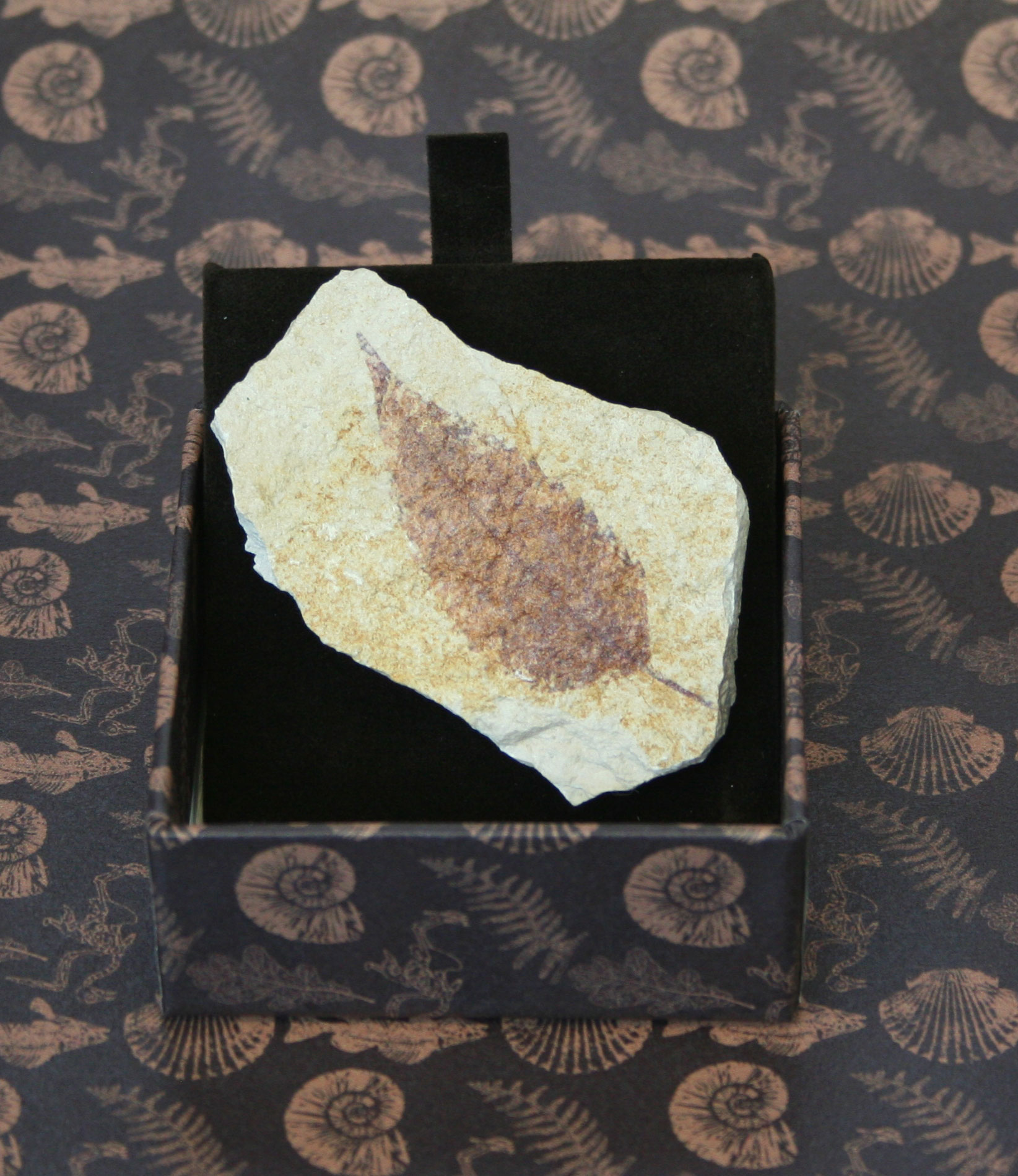 Foglia - IMPRONTE FOSSILI