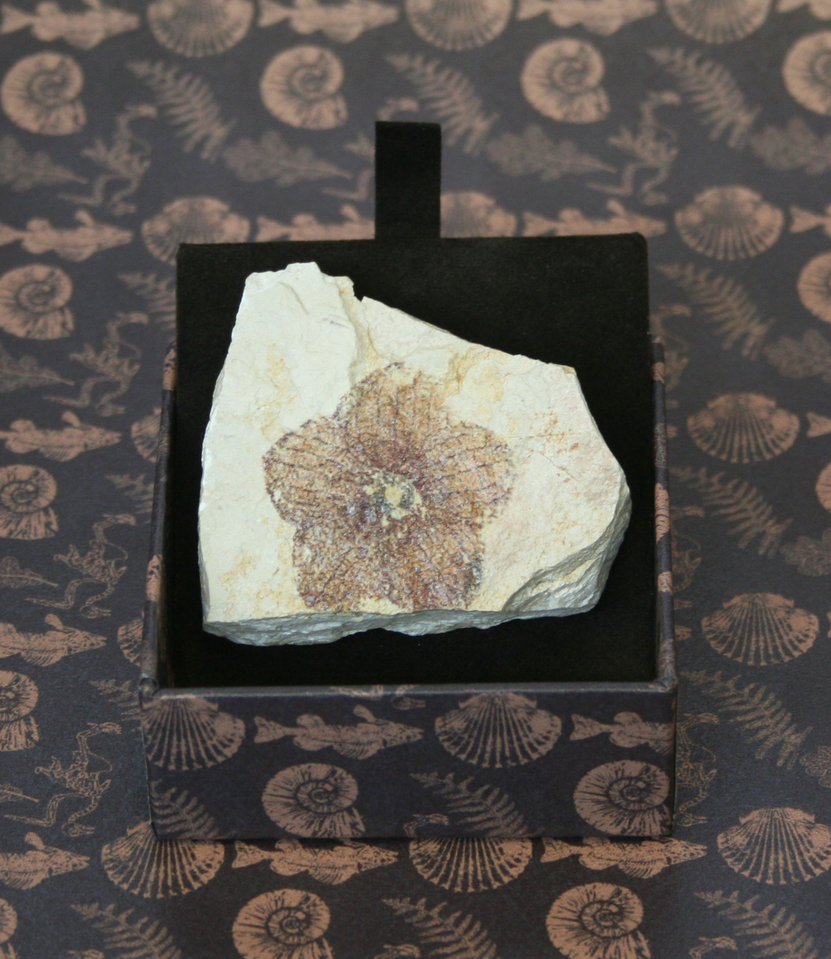 Fiore - IMPRONTE FOSSILI