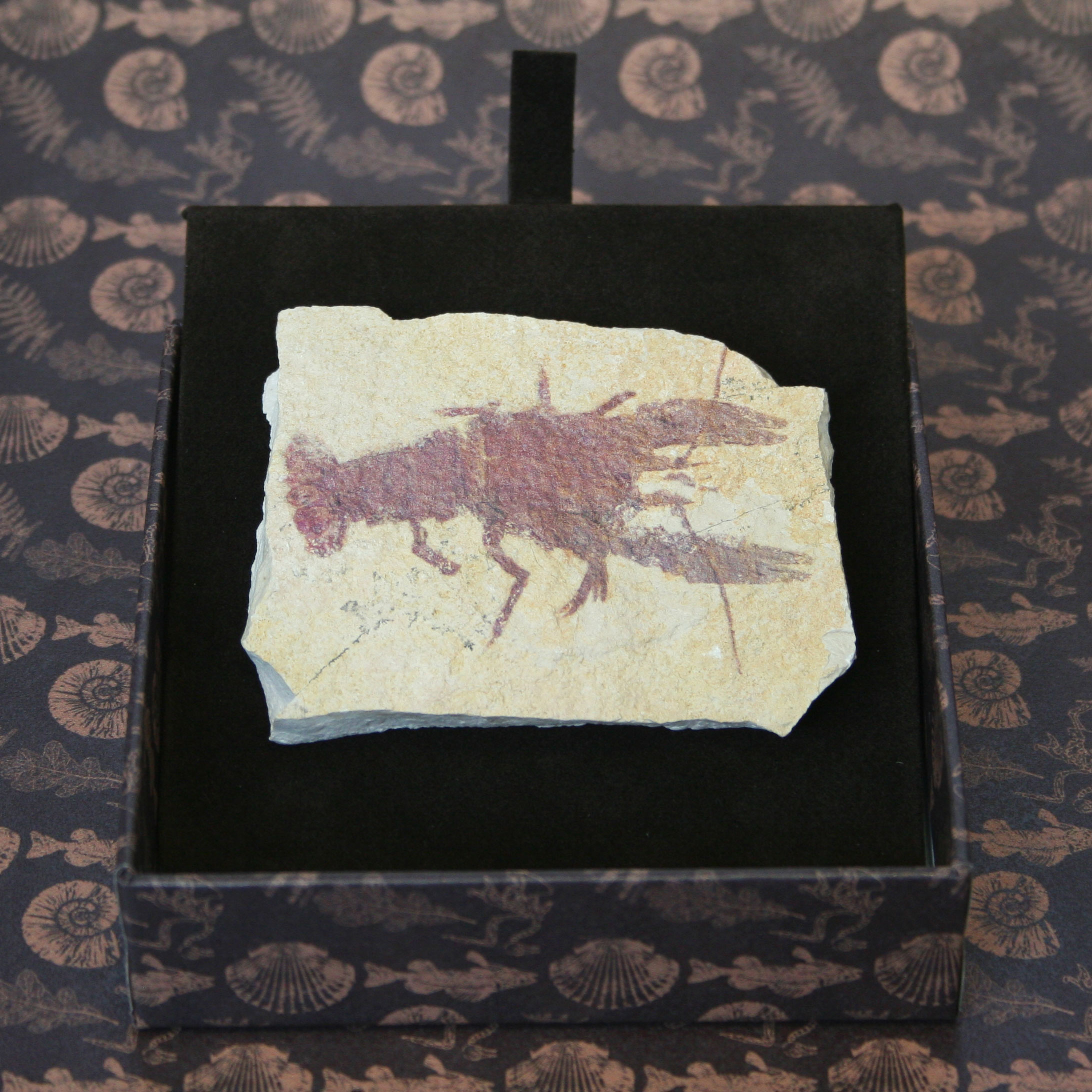 Aragosta - IMPRONTE FOSSILI