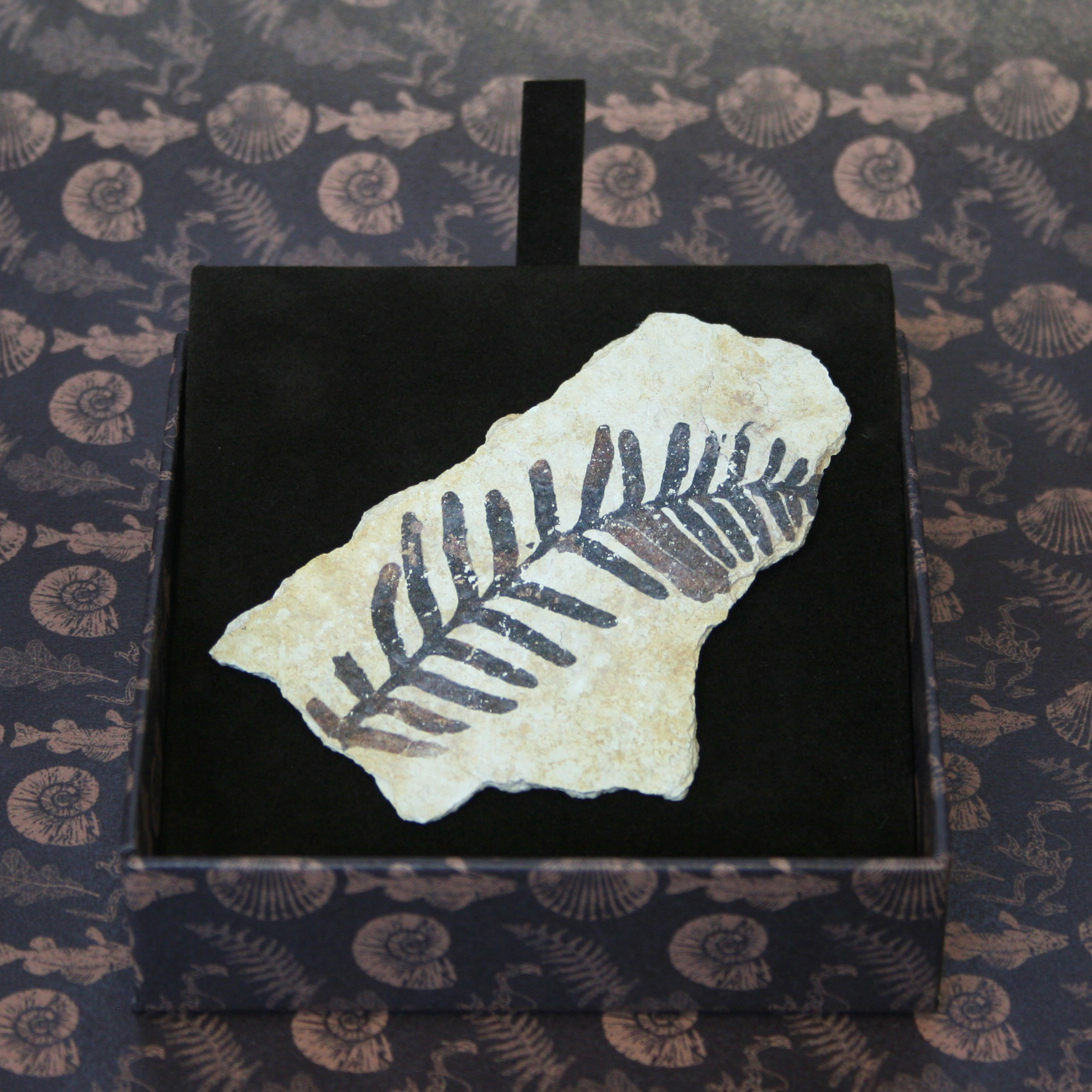 Foglia 3 - IMPRONTE FOSSILI
