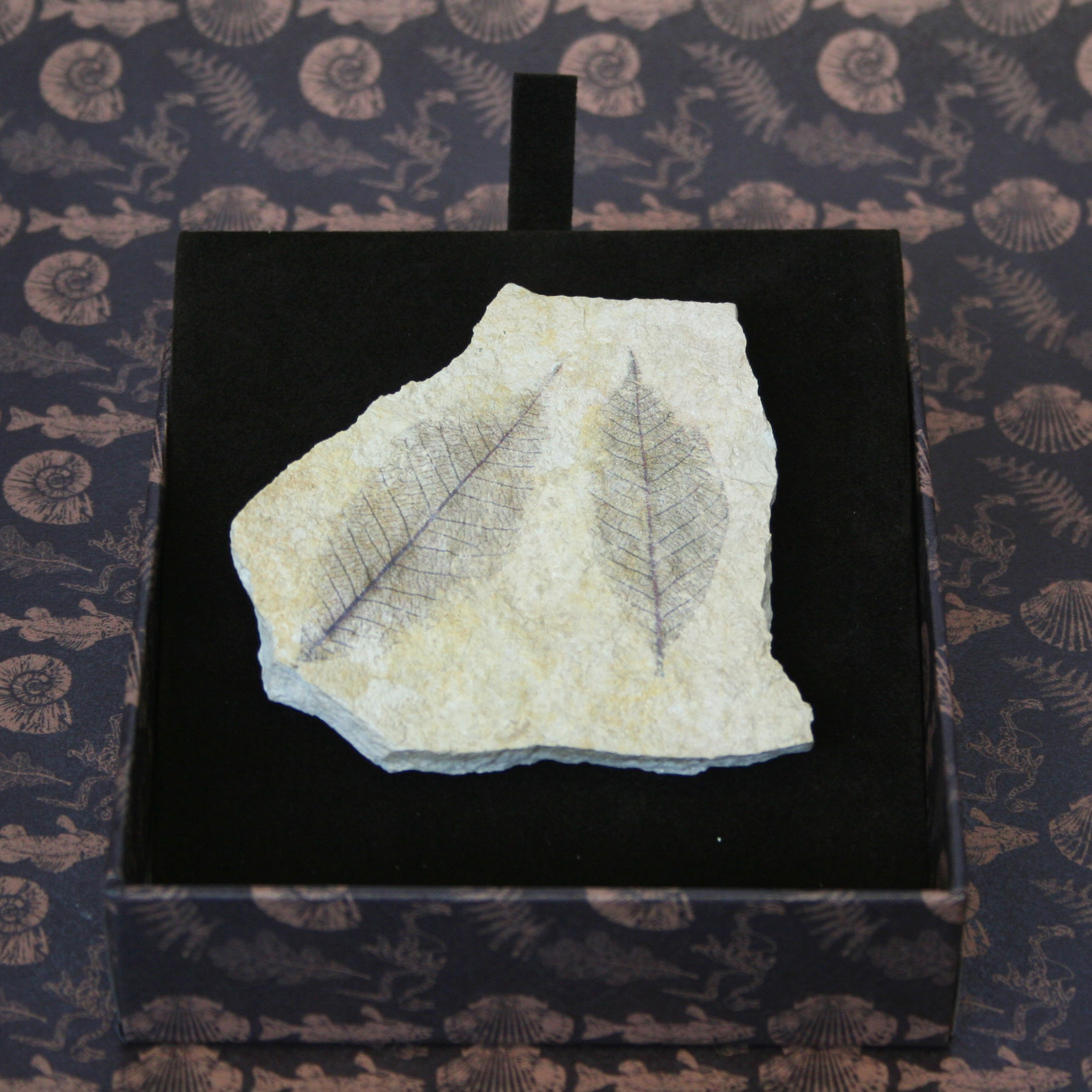 Foglie - IMPRONTE FOSSILI