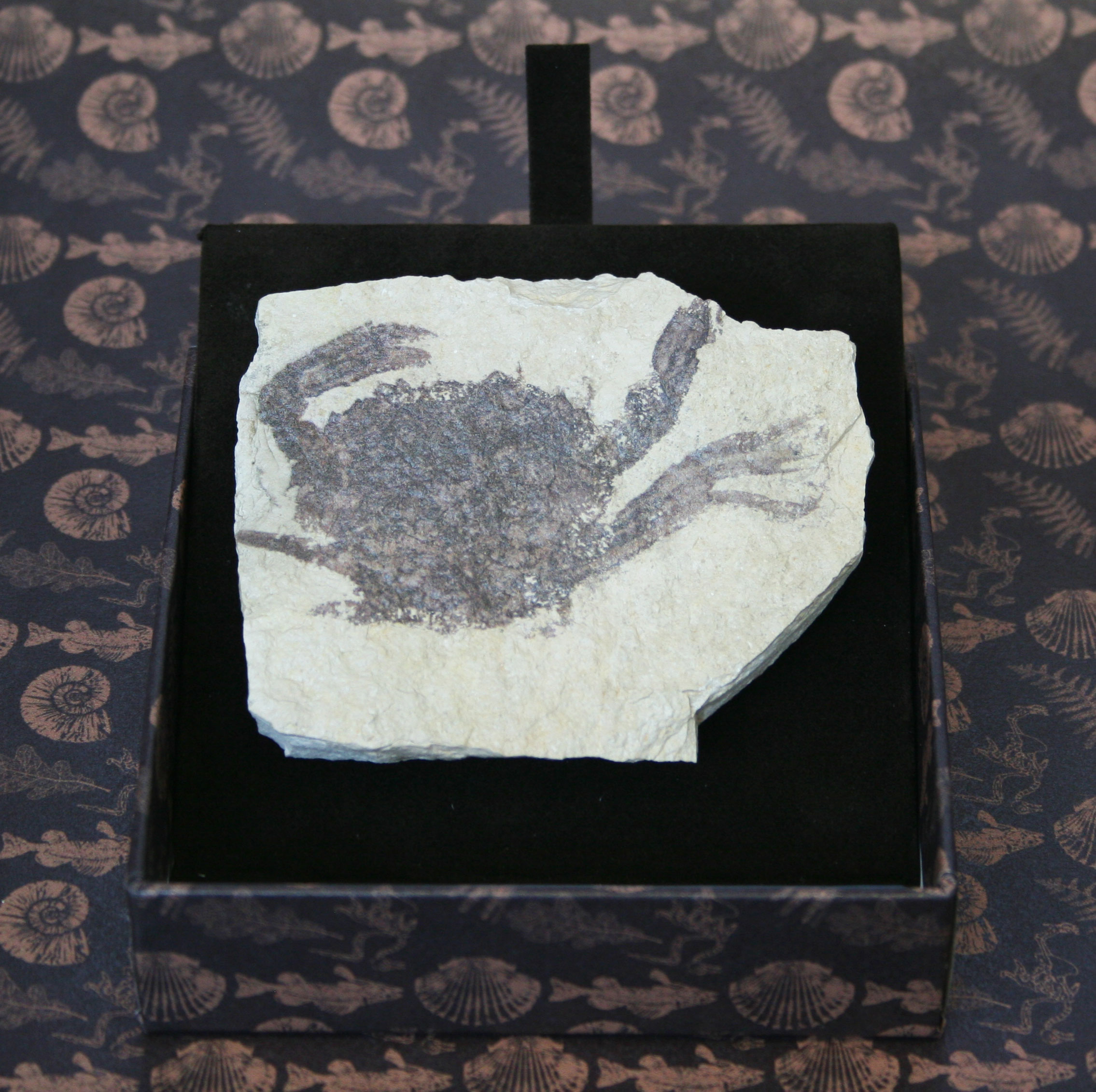Granchio - IMPRONTE FOSSILI