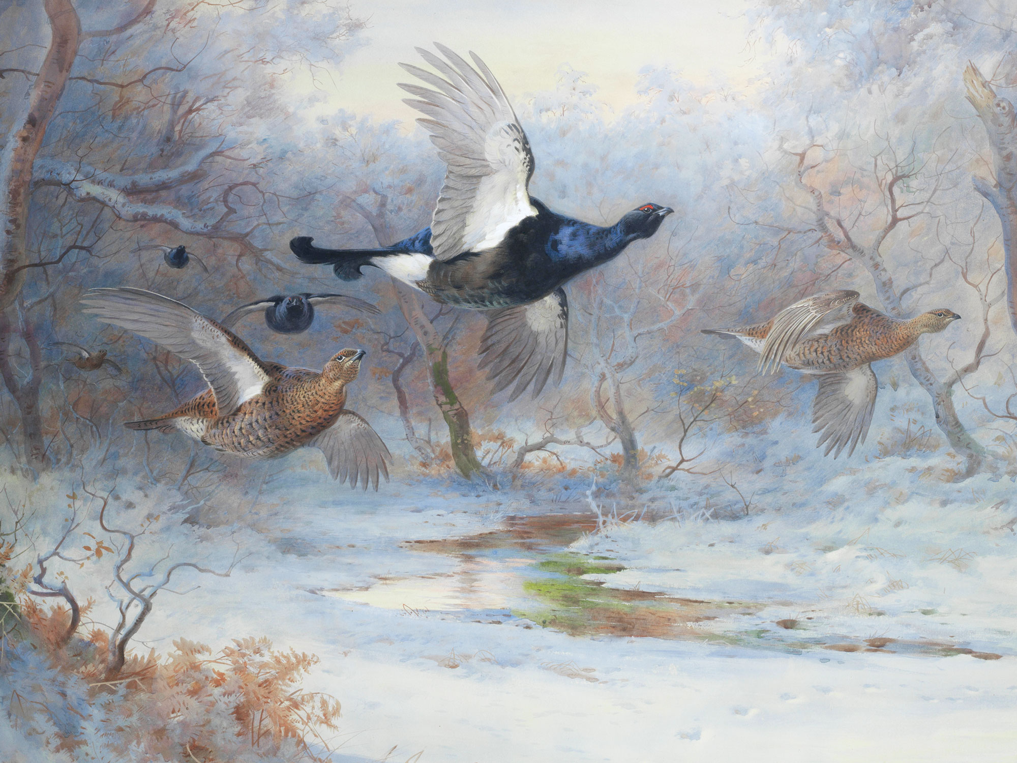 Fagiano di monte - Thorburn, Archibald