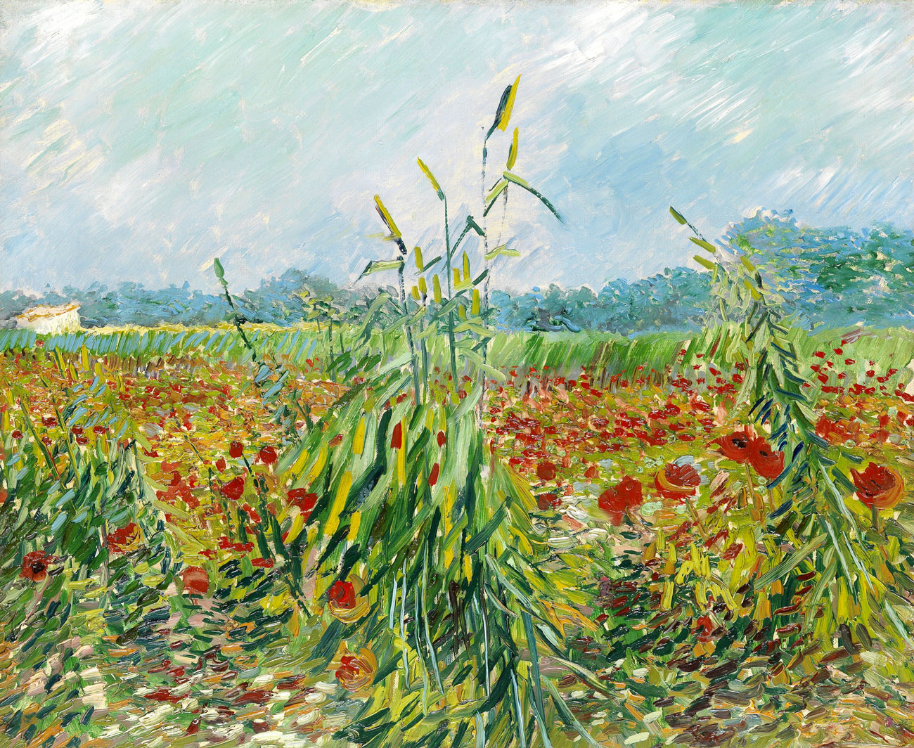 Spighe di Grano verdi - Van Gogh, Vincent