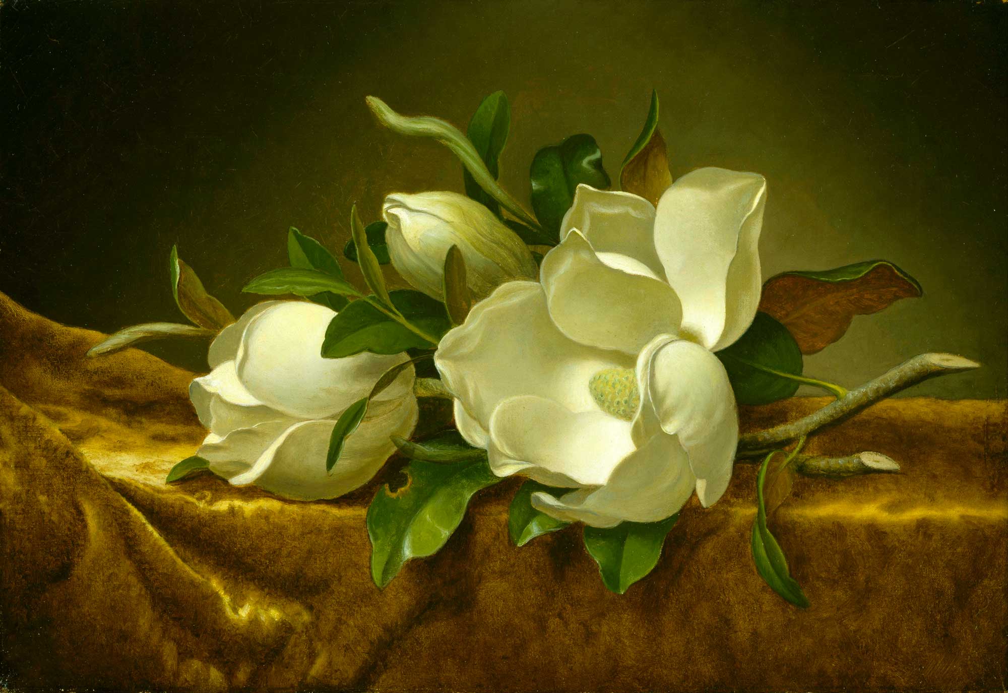 Magnolie su tessuto di velluto dorato - Martin Johnson Heade